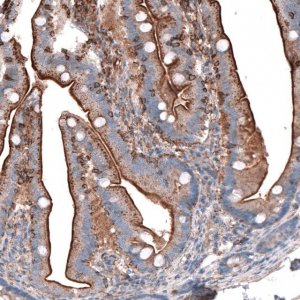 Anti-GPC6 antibody produced in rabbit 