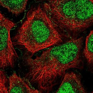 Anti-GPCPD1 antibody produced in rabbit 