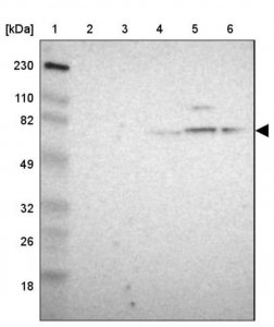 Anti-GPHN antibody produced in rabbit HPA003116-100UL