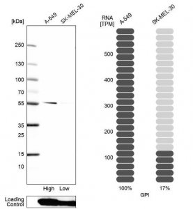 Anti-GPI antibody produced in rabbit 