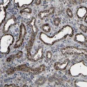 Anti-GPLD1 antibody produced in rabbit 