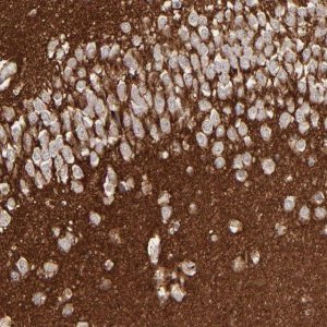 Anti-GPM6B antibody produced in rabbit 