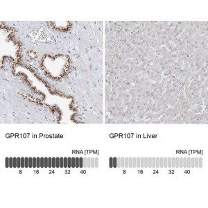Anti-GPR107 antibody produced in rabbit 