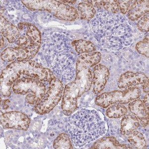 Anti-GPR12 antibody produced in rabbit 