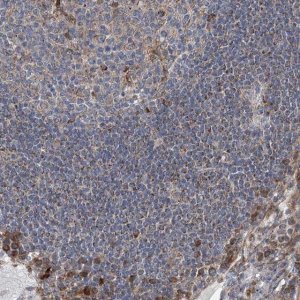 Anti-GPR132 antibody produced in rabbit 