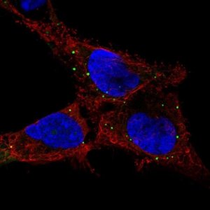 Anti-GPR137C antibody produced in rabbit 