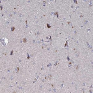 Anti-GPR148 antibody produced in rabbit 