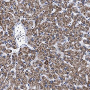 Anti-GPR149 antibody produced in rabbit 