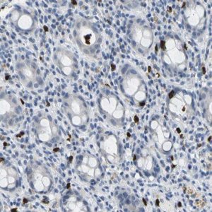 Anti-GPR15 antibody produced in rabbit 