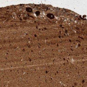 Anti-GPR150 antibody produced in rabbit 
