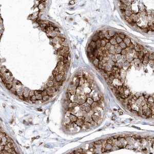 Anti-GPR152 antibody produced in rabbit 
