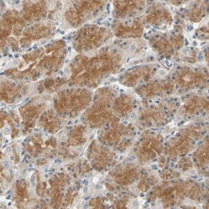Anti-GPR153 antibody produced in rabbit 
