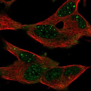 Anti-GPR155 antibody produced in rabbit 