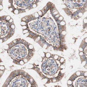 Anti-GPR160 antibody produced in rabbit 