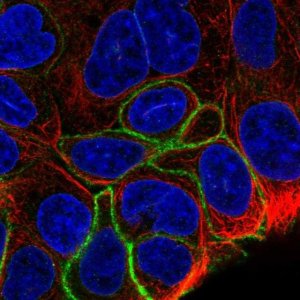 Anti-GPR160 antibody produced in rabbit 