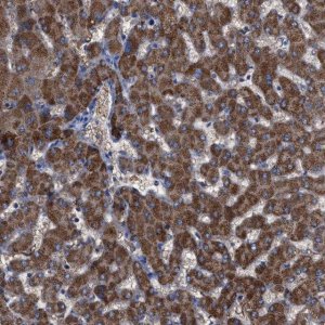 Anti-GPR179 antibody produced in rabbit 