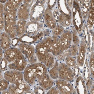 Anti-GPR31 antibody produced in rabbit 