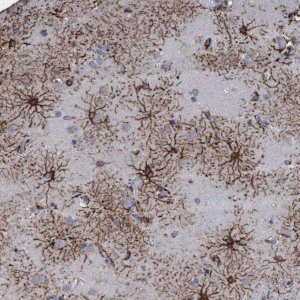 Anti-GPR39 antibody produced in rabbit 