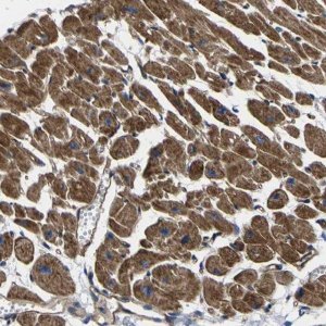 Anti-GPR4 antibody produced in rabbit 