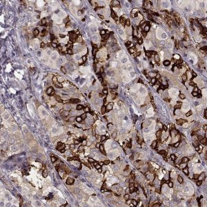 Anti-GPR50 antibody produced in rabbit 