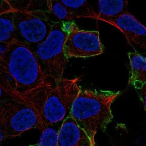 Anti-GPR50 antibody produced in rabbit 