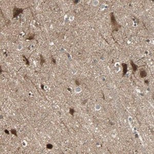 Anti-GPR61 antibody produced in rabbit 