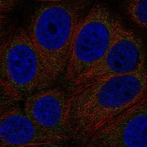Anti-GPR89A antibody produced in rabbit 