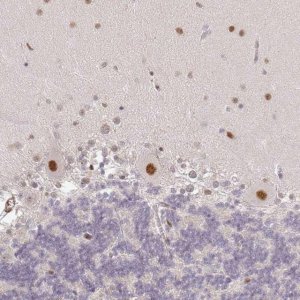 Anti-GPRIN2 antibody produced in rabbit 