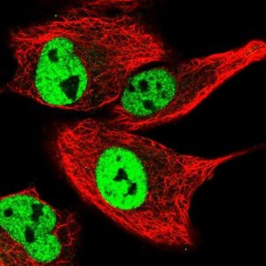 Anti-GPRIN2 antibody produced in rabbit 