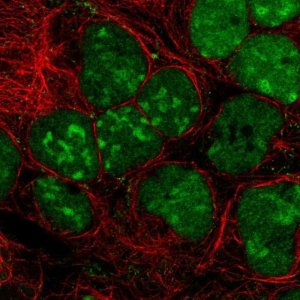 Anti-GPRIN3 antibody produced in rabbit 