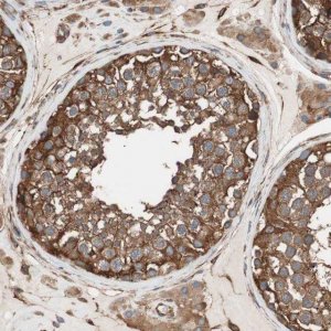 Anti-GPSM2 antibody produced in rabbit 