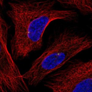 Anti-GRAP antibody produced in rabbit 