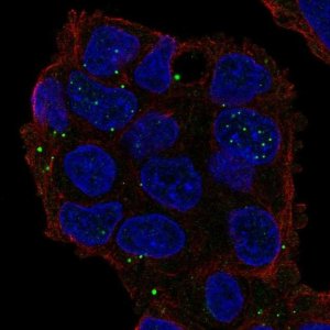 Anti-GRASP antibody produced in rabbit 