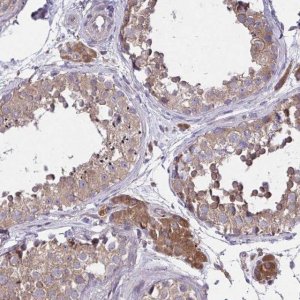 Anti-GRB14 antibody produced in rabbit 