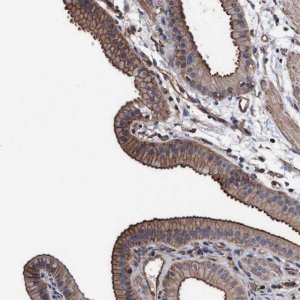 Anti-GRHPR antibody produced in rabbit 