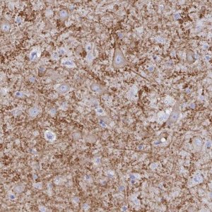 Anti-GRIA1 antibody produced in rabbit 
