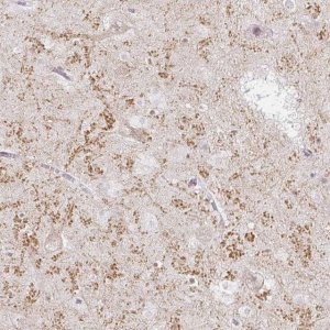 Anti-GRIA3 antibody produced in rabbit 