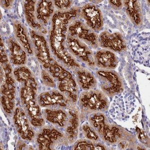 Anti-GRID2IP antibody produced in rabbit HPA045381-100UL