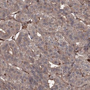 Anti-GRIP1 antibody produced in rabbit 