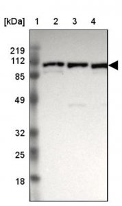Anti-GRIPAP1 antibody produced in rabbit 