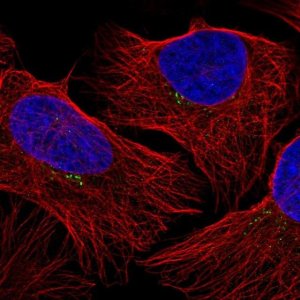 Anti-GRK2 antibody produced in rabbit 