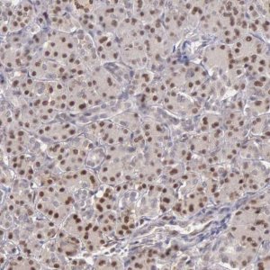 Anti-GRK3 antibody produced in rabbit 