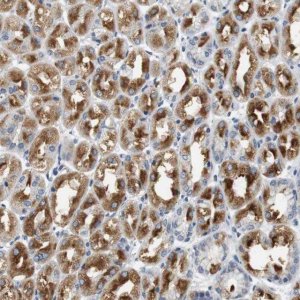 Anti-GRM1 antibody produced in rabbit 
