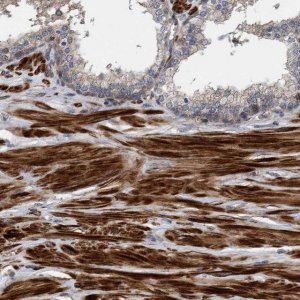 Anti-GRPEL2 antibody produced in rabbit 