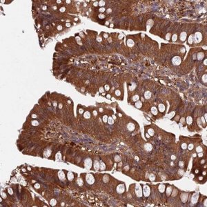 Anti-GRTP1 antibody produced in rabbit 