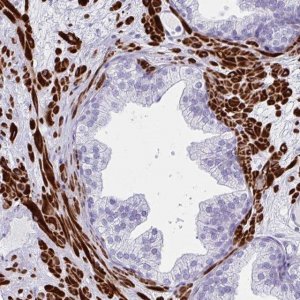 Anti-GRXCR2 antibody produced in rabbit 