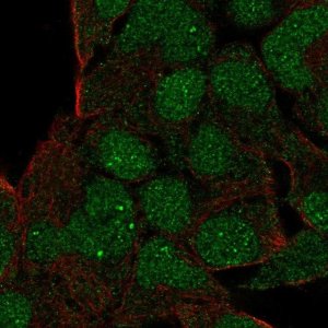 Anti-GSC antibody produced in rabbit 