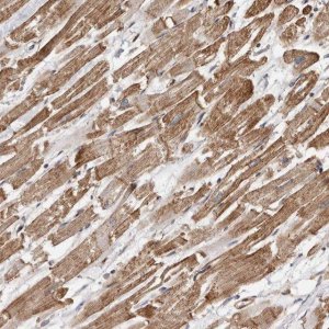 Anti-GSK3A antibody produced in rabbit 