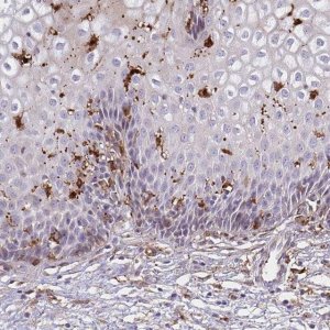 Anti-GSN antibody produced in rabbit HPA054026-100UL