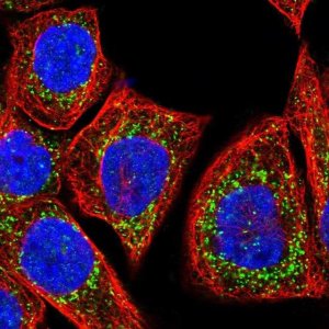 Anti-GSTK1 antibody produced in rabbit 